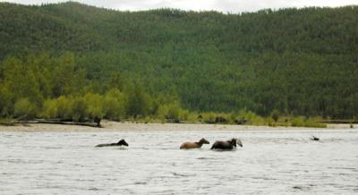 Swimming Horses 1348.jpg