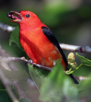 Tanager, Scarlet  ( in action)