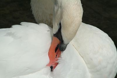 Mute Swan (Cygnus Olor)