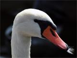 Mute Swan (Cygnus Olor)