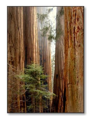 Giant Sequoia TreesSequoia Nat'l Park, CA