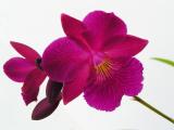 Purple orchid