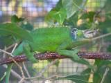 Male Jackson chameleon