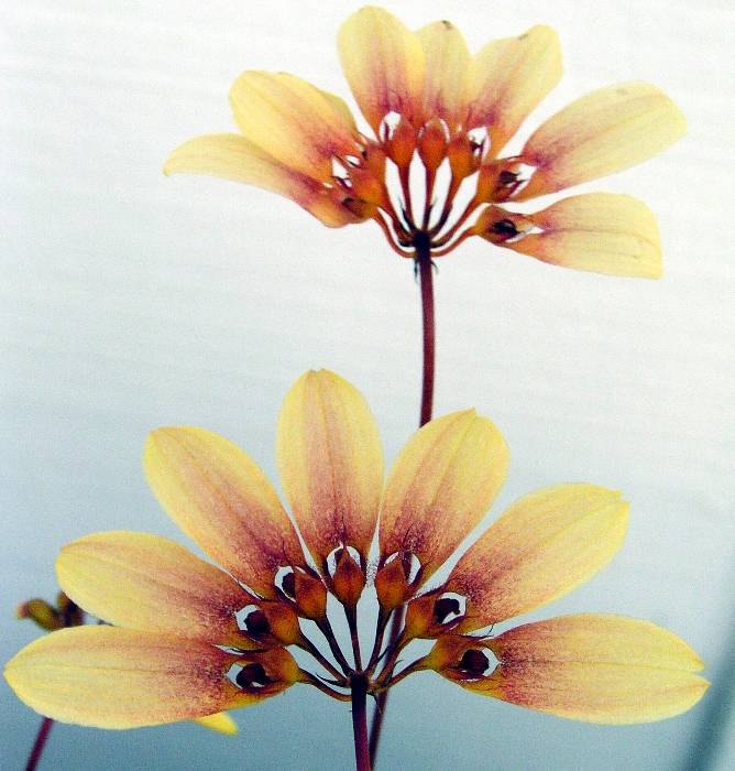 Bulbophyllum