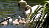 Swans and five cygnets