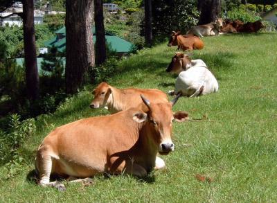A Line of Cows