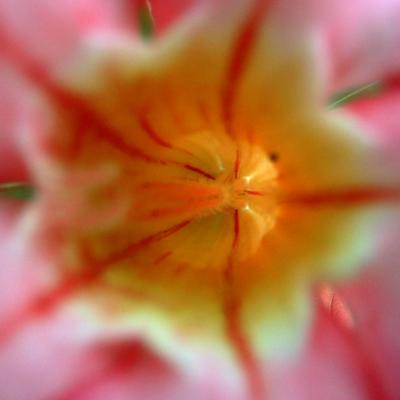 Blurry Bloom