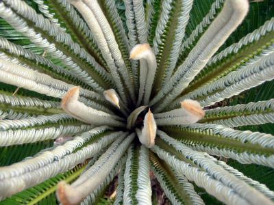Unfurled