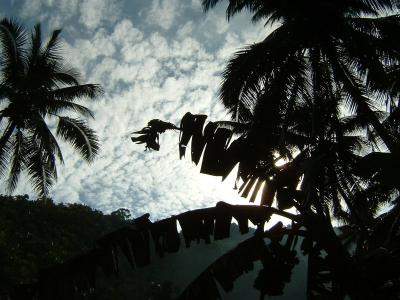 u18/serenab/medium/32998788.TheTropics.jpg
