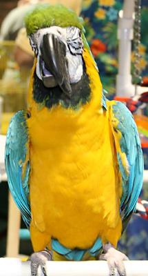 Expo Bird