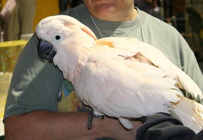 Expo Bird