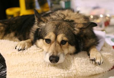 Disabled dog