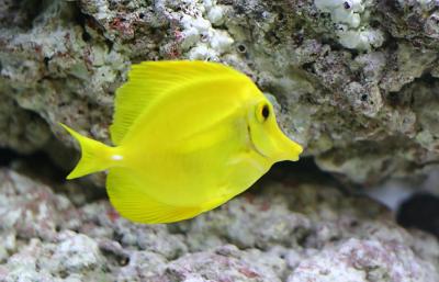 Expo Fish