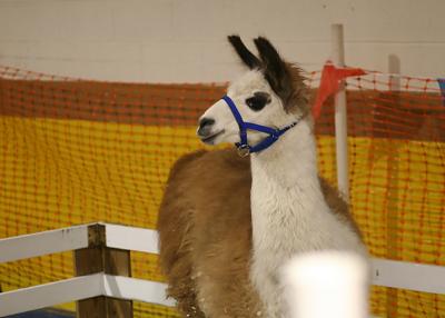 Expo animal