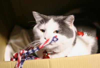Expo cat