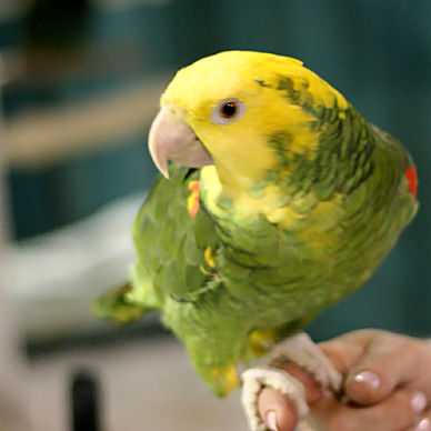 Expo Bird