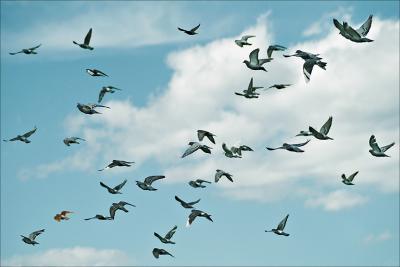 Flock Flight