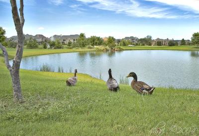 to the pond