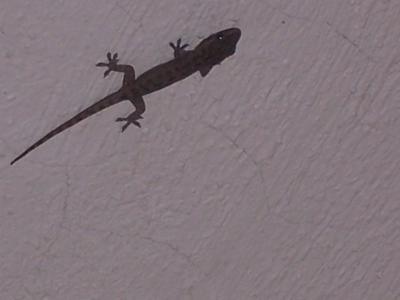 My little  friend hung out on the ceiling & watched me cook.