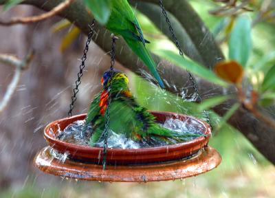 Rainbow lorikeets having a bath