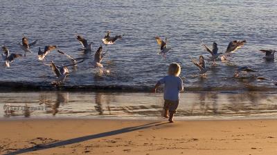 Child chasing gulls