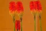 Red hot poker flowers