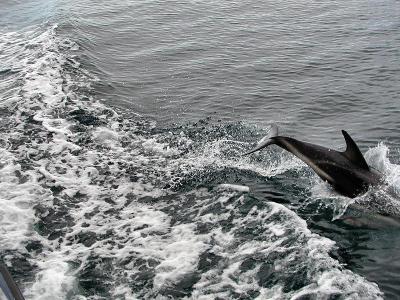 Whale Watch in Kaikoura