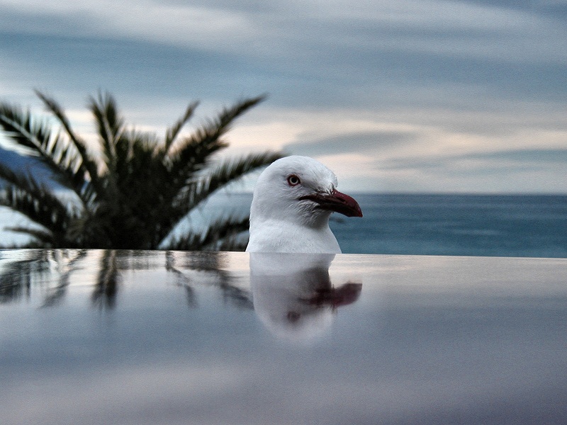 Kiwi Sea Gull