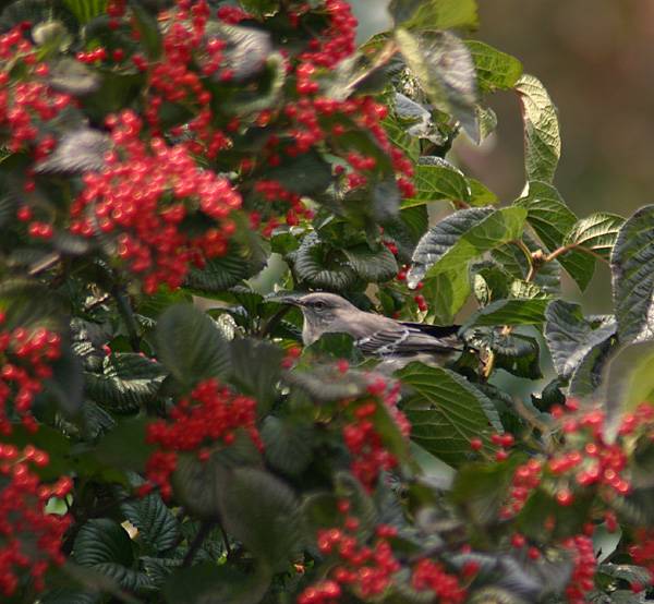 Mocking Bird