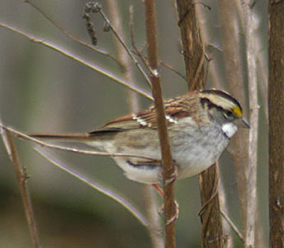 white throated sparrow