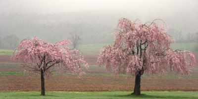 Blossoms