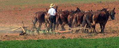 Amish Plowman With His Team