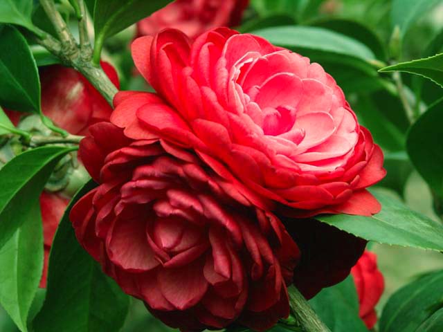 Camellia