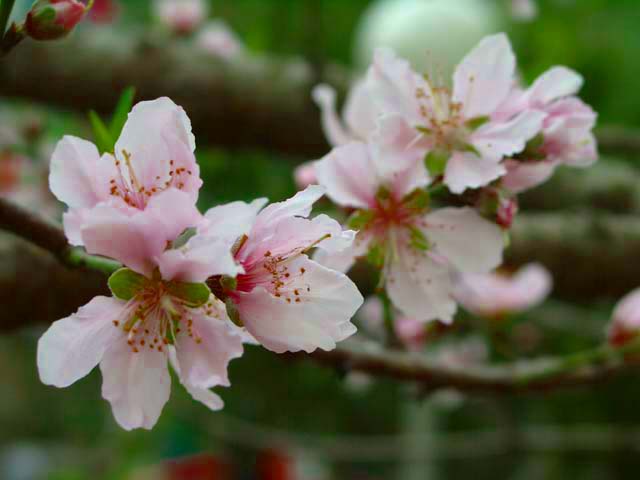 Peach Flower 2
