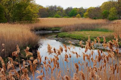 Marsh, Rye