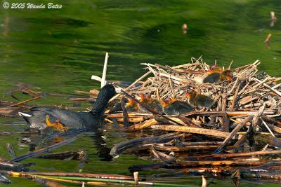 Momma American Coot and ducklings.jpg