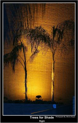 Trees for Shade
