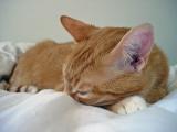 Malcolm is a great model when hes sleepy, although you can see hes giving me the eye through half-closed lids.