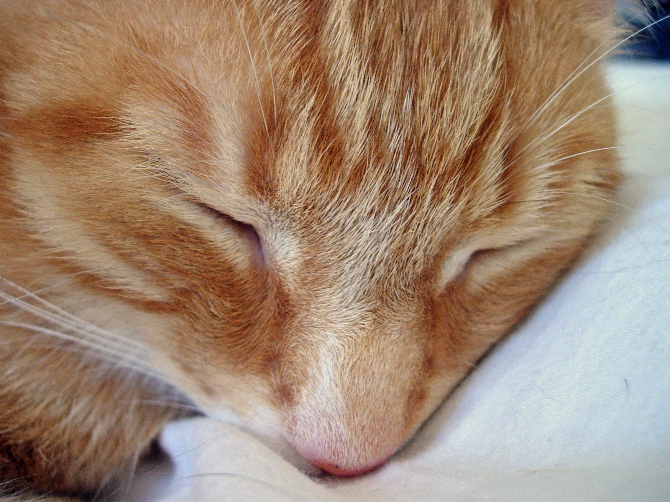 A closer closeup of Malcolm - you can even see his individual hairs.