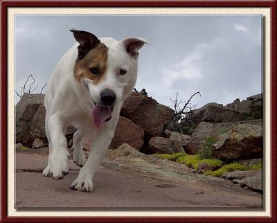 Griffy