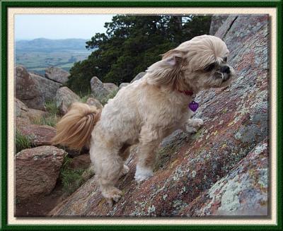 Cliff Climber