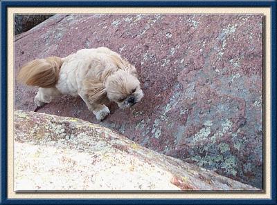 Spider Dog