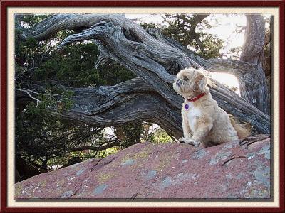 Who's Bark is Toughest?
