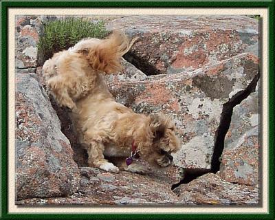 u18/soonerdog/medium/8173164.19gracieflexible.jpg