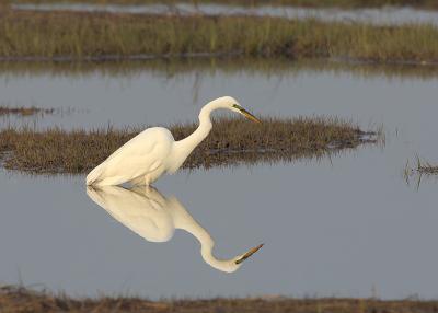 122 Great Egret Spring Breeding Colors~PRNWR