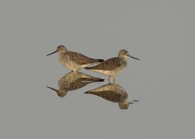 4- Greater Yellow Legs Reflection