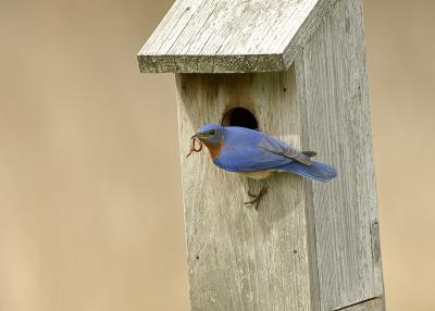 Eastern  Bluebird North Andover, Massachusetts