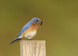 Eastern  Bluebird North Andover, Massachusetts