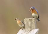 Eastern Bluebird North Andover, Massachusetts