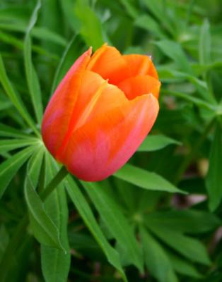 Orange Tulip